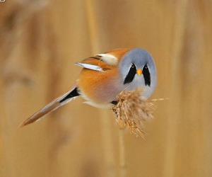 Бялзуухай (Сахалт шагшуургабялзуухай)